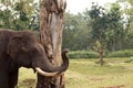 Chained elephant near tree log